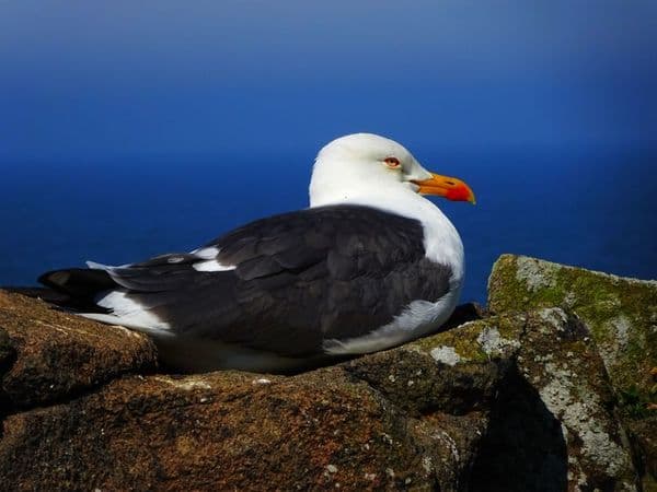 A Escócia criou um cargo só para defender as gaivotas