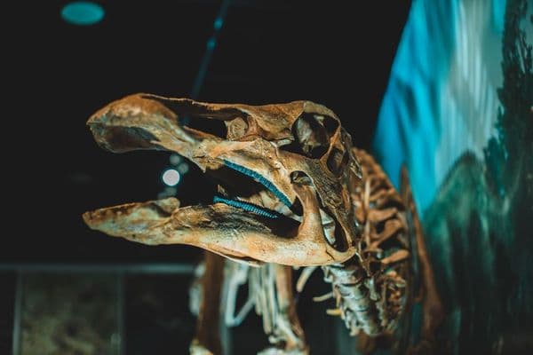 O Dinossauro Antártico que Dormia em uma Gaveta