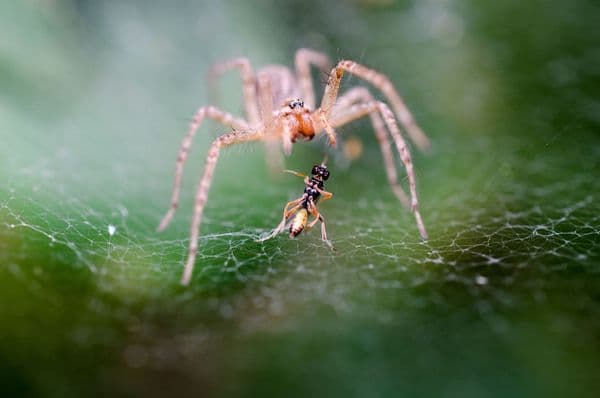 A aranha-balista que usa seda como catapulta para caçar formigas